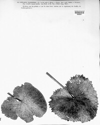 Ceriophora palustris image